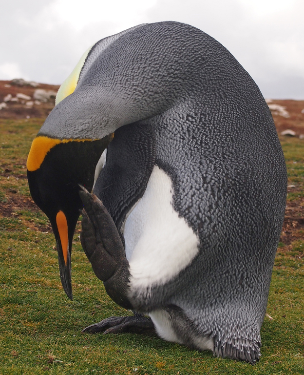 Nature In Class A By Karen Foster For Balancing Act FEB-2019.jpg